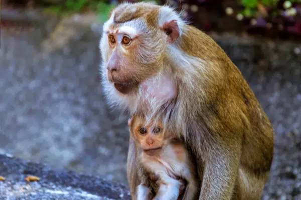 monkey-and-baby